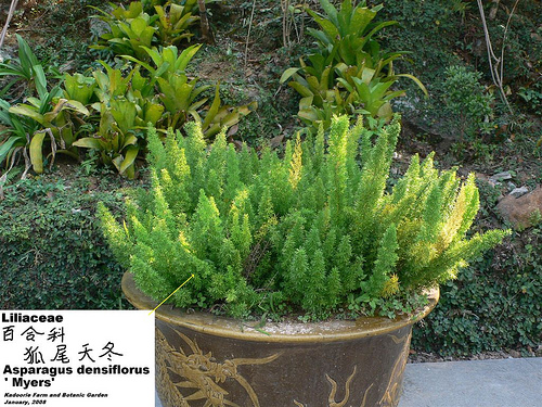 Asparagus Densiflorus 'Myers'